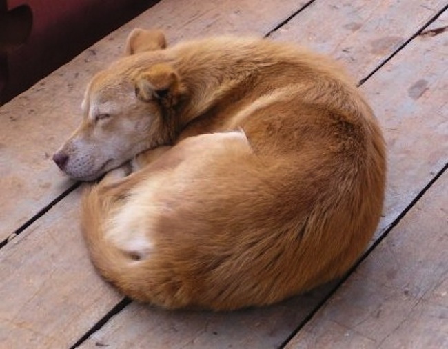 Interesting Fact Why Dogs Sleep In A Ball NYC Pooch Blog
