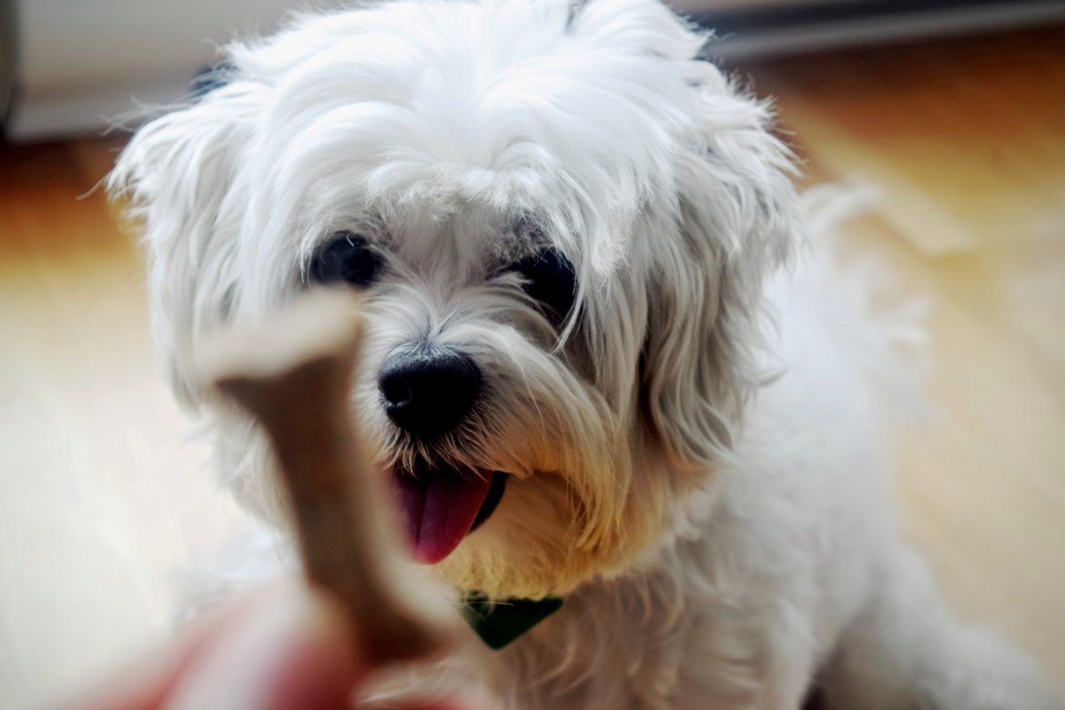 The Pawesome Guide To The Best Dogs For NYC Apartment Living NYC