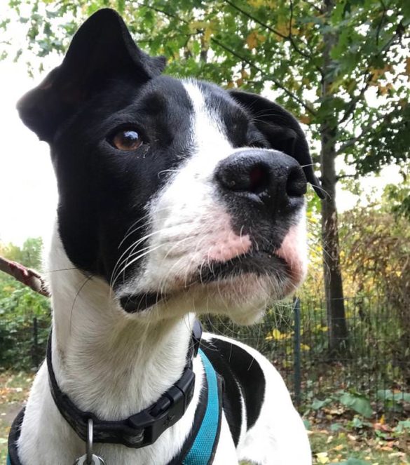 The Pawesome Guide To The Best Dogs For NYC Apartment Living NYC